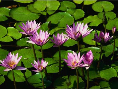 Zen Day Spa - Kempsey Accommodation 2