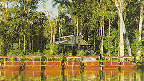 Daintree Rainforest River Trains - Kempsey Accommodation 3
