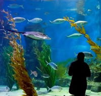 Melbourne Aquarium