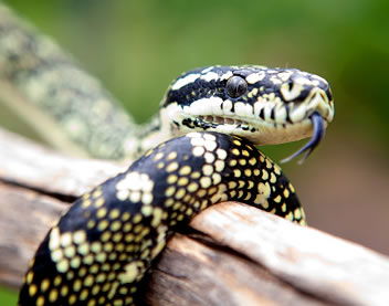 Reptile Encounters - Kempsey Accommodation 0