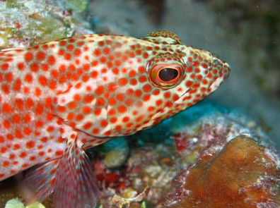 Snorkel Safari Brisbane - Kempsey Accommodation 3