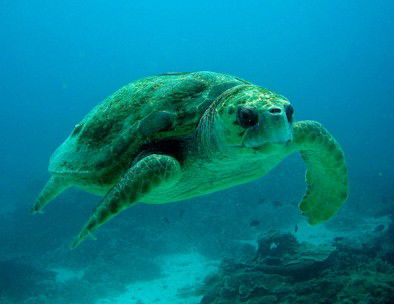 Snorkel Safari Brisbane - Kempsey Accommodation 4