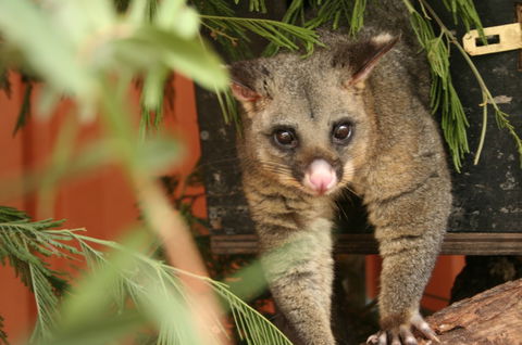 Potoroo Palace - Kempsey Accommodation 3