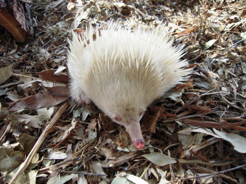 Potoroo Palace - Kempsey Accommodation 4