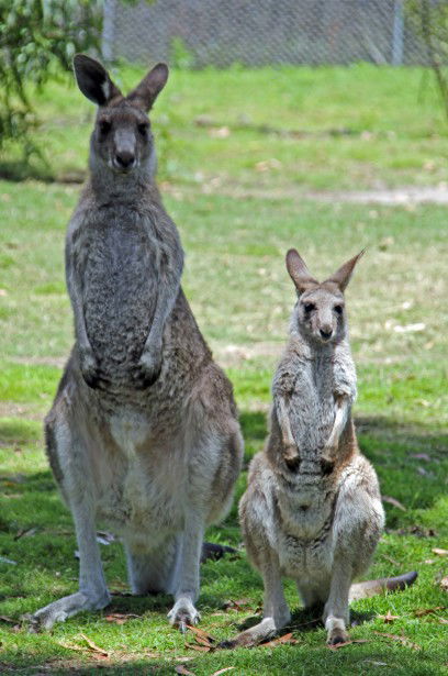 Potoroo Palace - Kempsey Accommodation 5