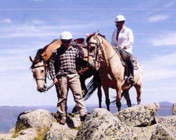 High Country Horses - Kempsey Accommodation 3