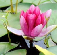 The Lotus Day Spa and Retreat - Kempsey Accommodation