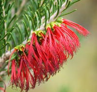 Ethel Daw Scenic Drive - Kempsey Accommodation