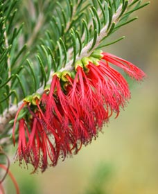 Ethel Daw Scenic Drive - Kempsey Accommodation 0