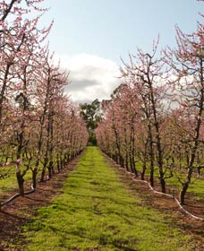 Raeburn Orchards - Kempsey Accommodation 0
