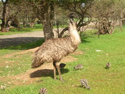 Book Clayton Bay SA Attractions Kempsey Accommodation Kempsey Accommodation