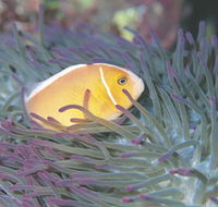 Rowley Shoals - Kempsey Accommodation
