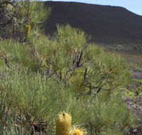 Lesueur Walk Trail Mount Lesueur - Kempsey Accommodation