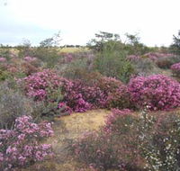 Reynoldson's Flora Reserve - Kempsey Accommodation