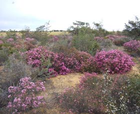 Reynoldson's Flora Reserve - Kempsey Accommodation 0