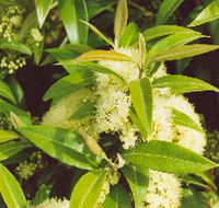 Tumbeela Native Bushfoods - Kempsey Accommodation