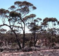 Clements Gap Conservation Park - Kempsey Accommodation