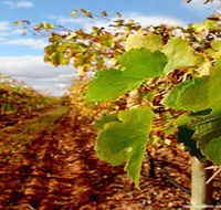 Mirabella Vineyards - Kempsey Accommodation