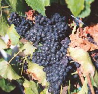 Darlington Vineyard - Kempsey Accommodation