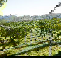 Surveyor's Hill Vineyards - Kempsey Accommodation