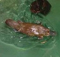 Platypus House - Kempsey Accommodation
