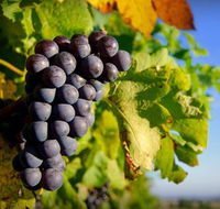 Panorama Vineyard - Kempsey Accommodation