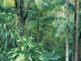 Westside Track, Maiala - Kempsey Accommodation 0