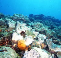 Mudjimba Old Woman Island Dive Site - Kempsey Accommodation