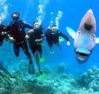 Gotham City Dive Site - Kempsey Accommodation