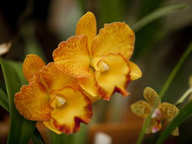 Queens Park - Orchid House - Kempsey Accommodation 0