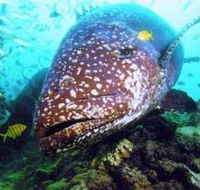 Lady Musgrave Island Dive Sites - Kempsey Accommodation
