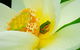 Brisbane Botanic Gardens Mount Coot-tha - thumb 7
