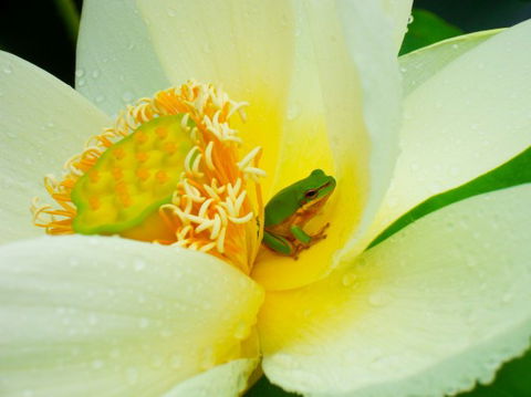 Brisbane Botanic Gardens Mount Coot-tha - Kempsey Accommodation 7