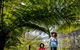 Brisbane Botanic Gardens Mount Coot-tha - thumb 8