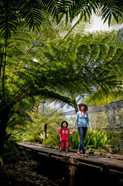 Brisbane Botanic Gardens Mount Coot-tha - Kempsey Accommodation 8