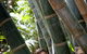 Brisbane Botanic Gardens Mount Coot-tha - thumb 9
