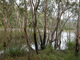 Mount Rooper Circuit And Swamp Bay Track - Kempsey Accommodation 0
