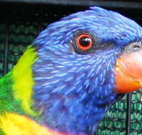 Fraser Coast Wildlife Sanctuary - Kempsey Accommodation