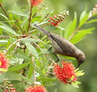 Birdwatching in Dysart