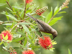 Birdwatching In Dysart - Kempsey Accommodation 0