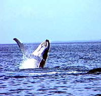 Whale Watching - Kempsey Accommodation