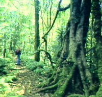 Mt Superbus - Kempsey Accommodation