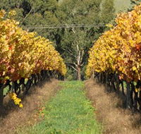 Wild Dog Winery  Restaurant - Kempsey Accommodation