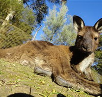 Ballarat Wildlife Park - Kempsey Accommodation