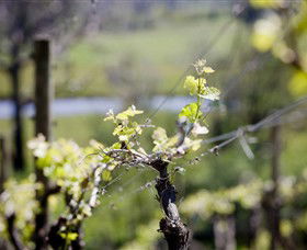 Elan Vineyard And Winery - Kempsey Accommodation 0