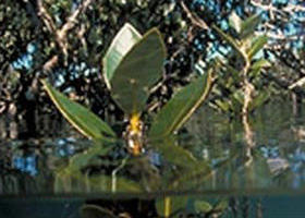 Jawbone Marine Sanctuary - Kempsey Accommodation 0
