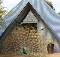 Halls Gap Zoo - Kempsey Accommodation