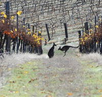 Blue Pyrenees Estate - Kempsey Accommodation