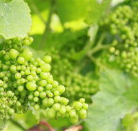 Waratah Hills Vineyard - Kempsey Accommodation