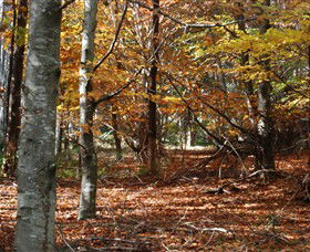 RJ Hamer Arboretum - Kempsey Accommodation 0